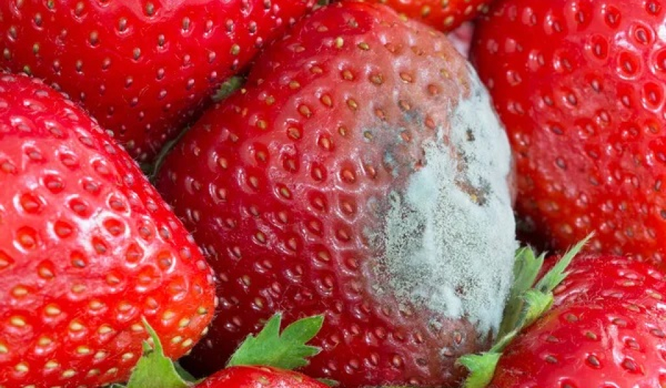 depositphotos_573609742-stock-photo-ripe-strawberries-with-mold-growth